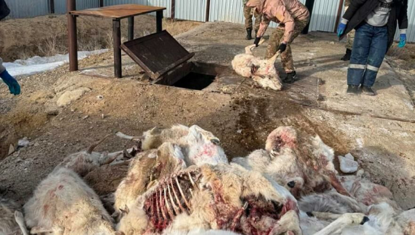 3 тыс. туш погибших сайгаков утилизировали в Улытау