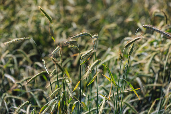 Минсельхоз РТ: 98% посевов ушли в&nbsp;перезимовку в&nbsp;хорошем состоянии