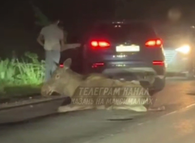 Под Казанью вечером сбили лося - видео 16/05/2026 &ndash; Новости