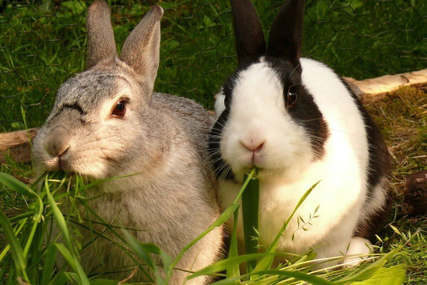 Китай готов закупать в Казахстане сотни миллионов тонн крольчатины ()