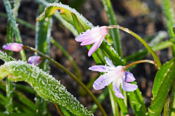 Ночные заморозки ожидаются в Акмолинской и Костанайской областях