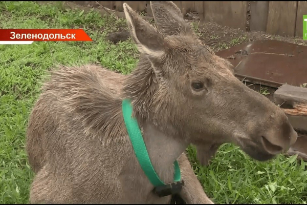 В Зеленодольске выпустили на волю выхоженную людьми лосиху Машу