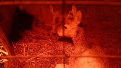 Вызволили из ледяного плена: инспекторы и полицейские спасли двух косуль в Кайбицком районе