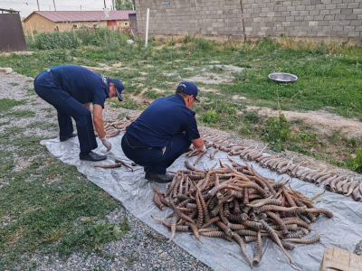 Рога сайги на 1,2 млрд тенге нашли у жителя области Жетісу