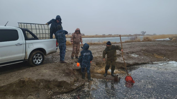 Массовый замор рыбы обнаружили на водоканале Баксай