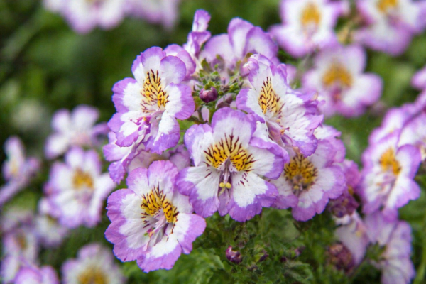 Сею эти &laquo;маленькие орхидеи&raquo; сразу в грунт: никакой рассады &mdash; к лету ковер цветов