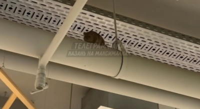 Огромную крысу обнаружили казанцы в магазине вблизи школы &ndash; видео 29/01/2026 &ndash; Новости