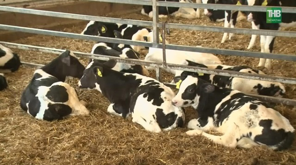 Язвы, менингит и летальный исход: чем опасен пастереллез, подступивший к Татарстану