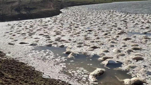 Туши сотен погибших сайгаков обнаружили в одном из водоемов ЗКО