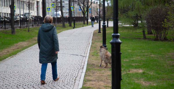 Ветеринар Руденко предупредил об опасности поедания собакой снега с реагентами